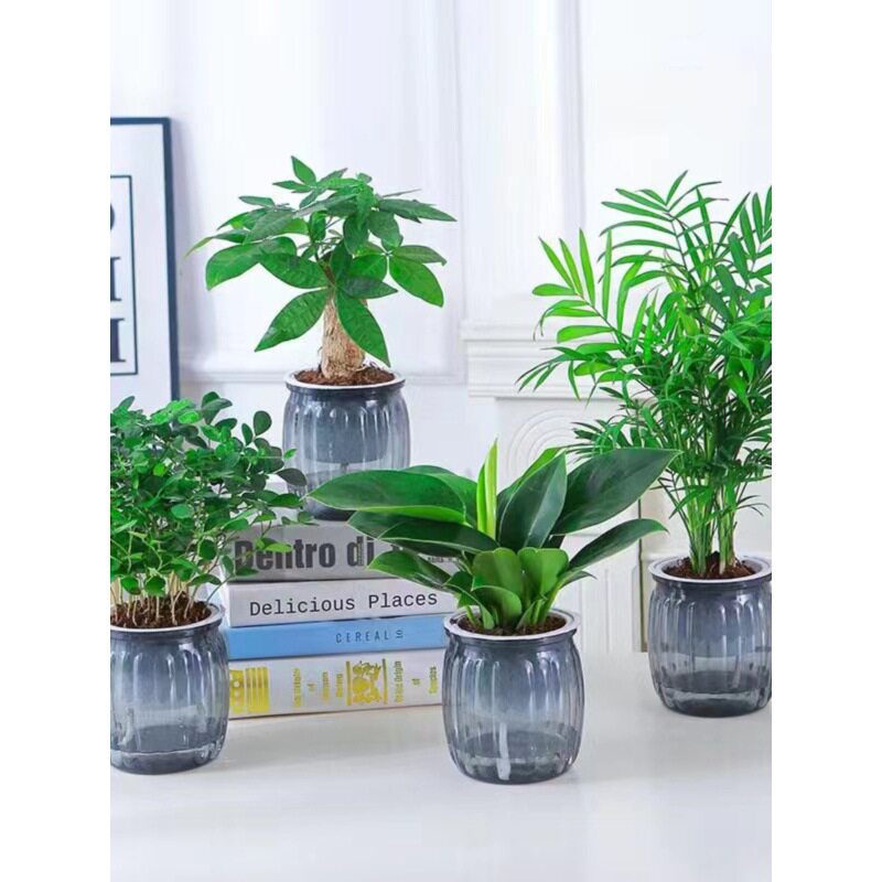 【水培绿植四件套】发财树九里香栀子花桌面植物小盆栽办公桌绿植