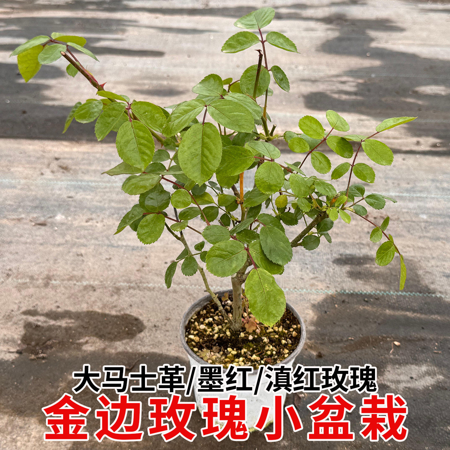 金边玫瑰花苗盆栽花期长丰玫瑰花苗美观浓香阳台庭院四季花卉植物