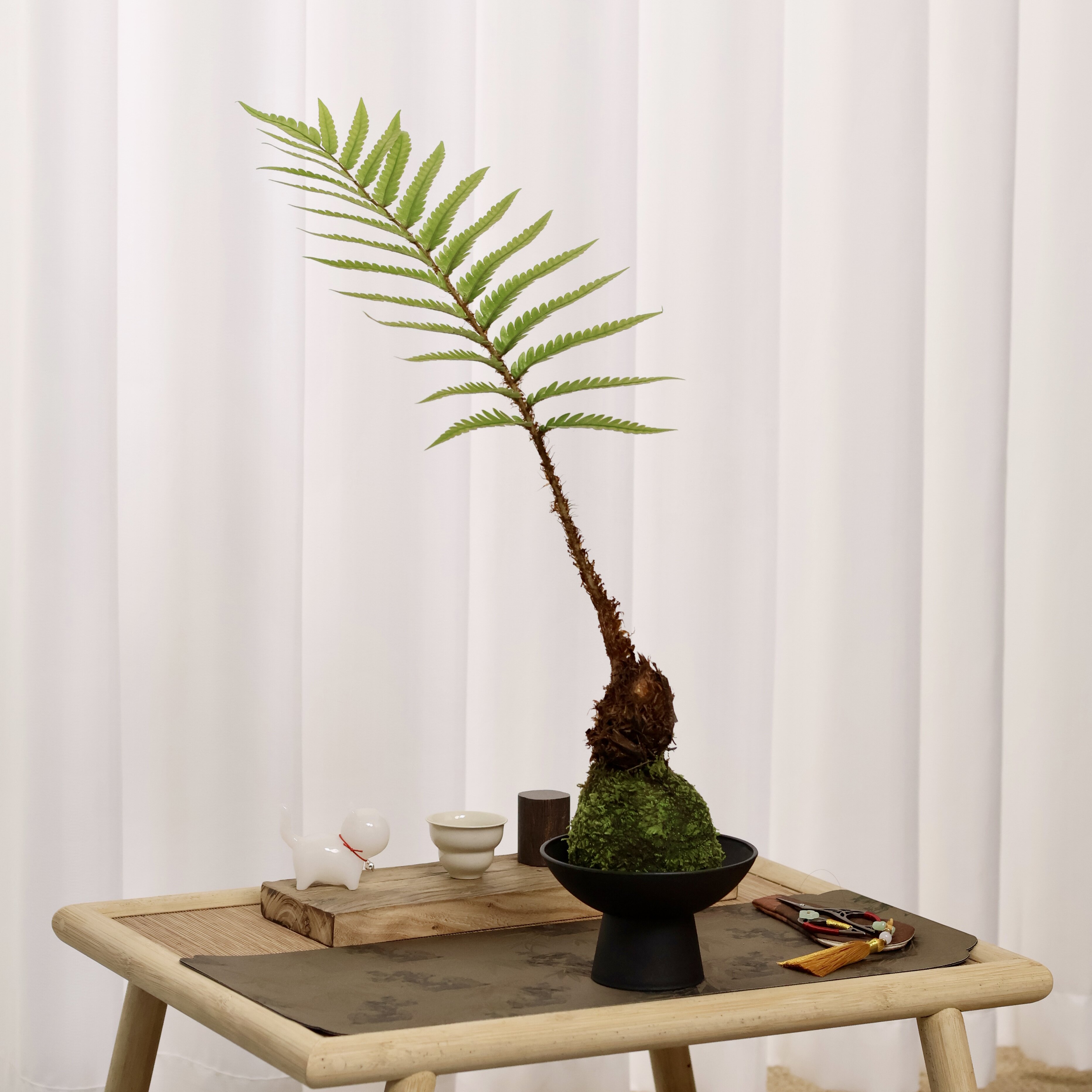 苔玉球苔藓球心愿蕨茶桌办公室水培创意趣味绿植蕨类盆景盆栽好养