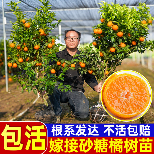 砂糖橘树苗无核早熟金桔苗沃柑