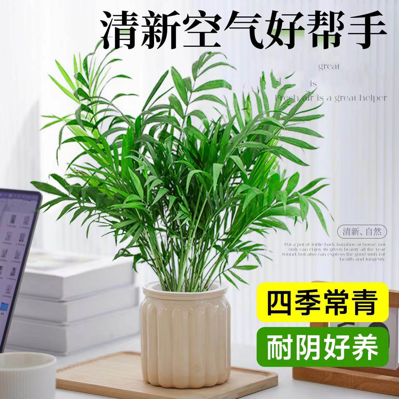袖珍椰子水培植物盆栽室内绿植