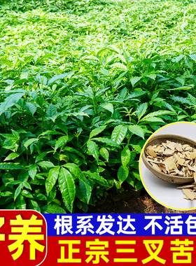 三叉苦树苗三桠苦正宗三丫苦药材种子苗落叶鸡骨树苗带土广西发货