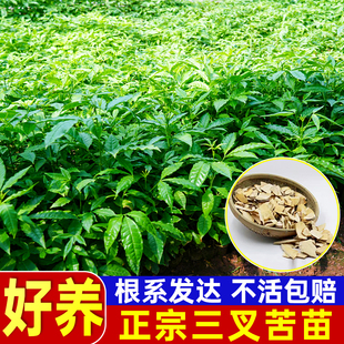 三叉苦树苗三桠苦正宗三丫苦药材种子苗落叶鸡骨树苗带土广西发货