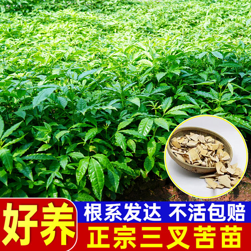 正宗三叉苦药材种子苗广西发货