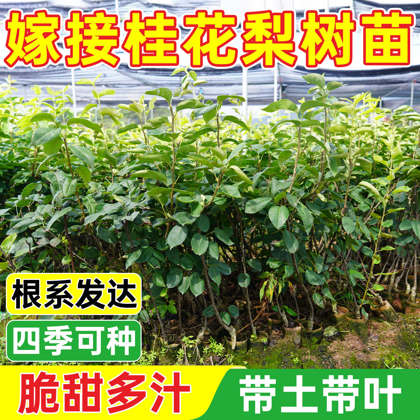 梨树树苗带土带叶树苗