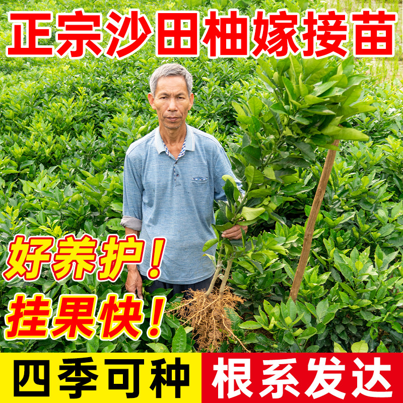 正宗柚子苗白肉蜜柚嫁接柚子树苗红心蜜柚裸根苗现挖现发根系发达