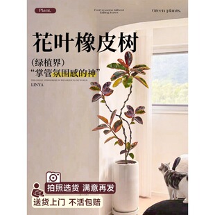 花叶橡皮树盆景客厅盆栽黑金刚真花落地大号绿植大型绿色植物