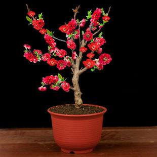 5年四季开花重瓣日本海棠花树苗盆景老桩花卉盆栽观花植物室内外