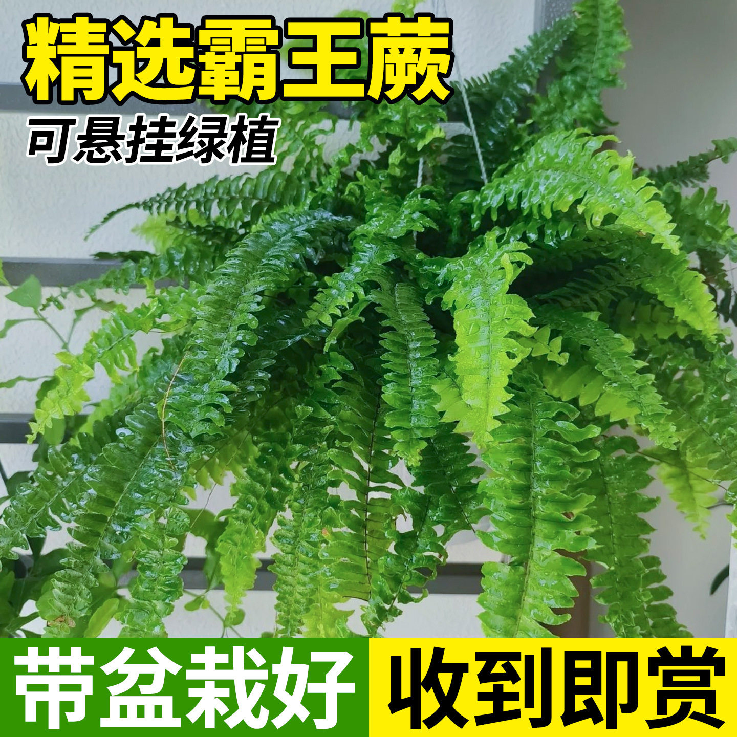 霸王蕨盆栽波斯顿大盆长藤叶垂吊
