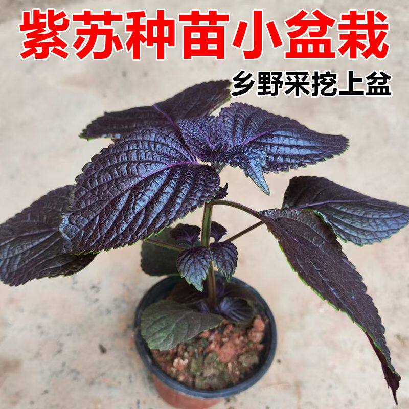 紫苏苗带盆带叶紫苏老品种阳台种植紫苏盆栽苗可食用紫苏药材种苗