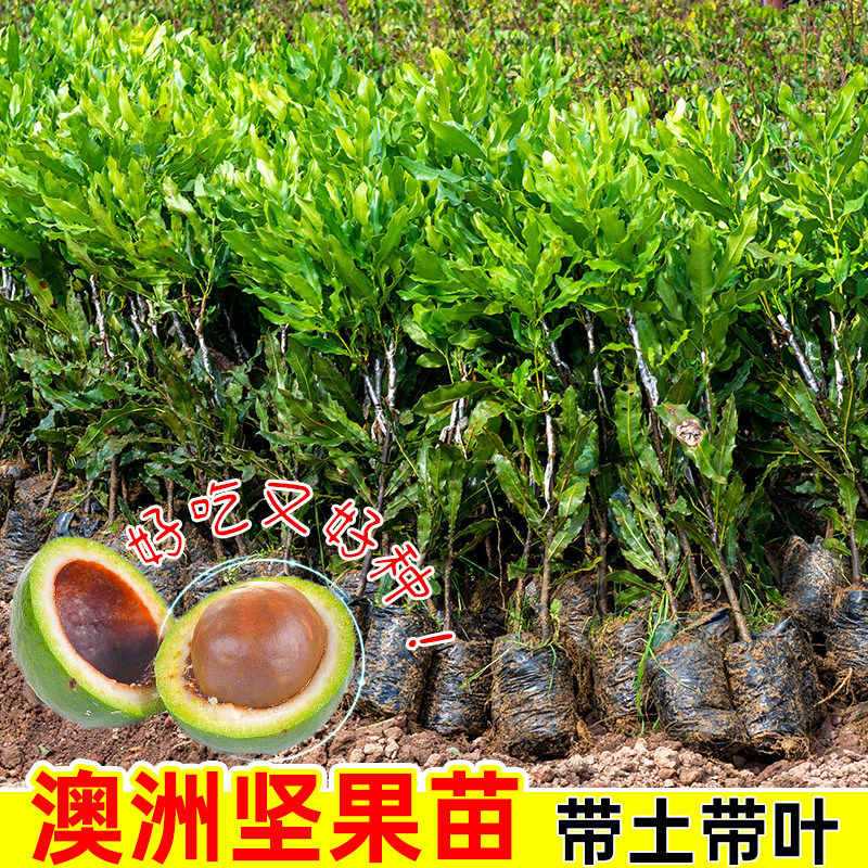 澳洲坚果树苗桂热一号嫁接果树果苗南方种植夏威夷果庭院盆栽种植