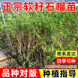石榴树苗地栽庭院果树苗突尼斯软籽石榴果苗南北方种植盆栽四季种