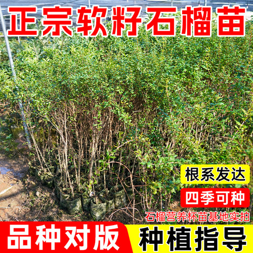 石榴果树苗突尼斯软籽石榴高产