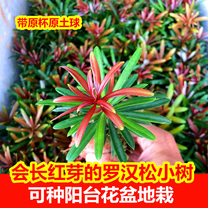 正宗罗汉松树苗盆景小叶雀舌