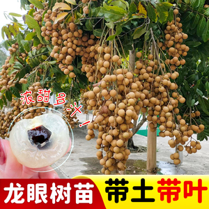 广西优质龙眼树苗嫁接果树苗桂圆树石峡储良四季蜜带土带叶可地栽