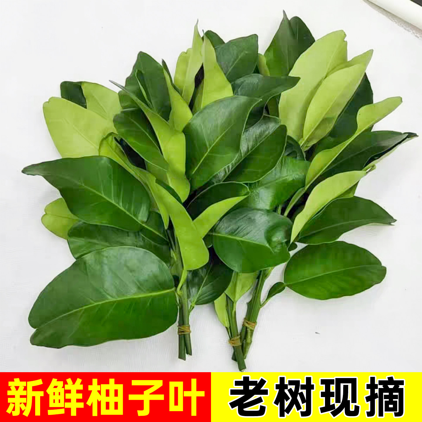 柚子叶现摘碌柚叶带枝老树柚子叶子树叶乔迁新居沐浴青团柚树叶子