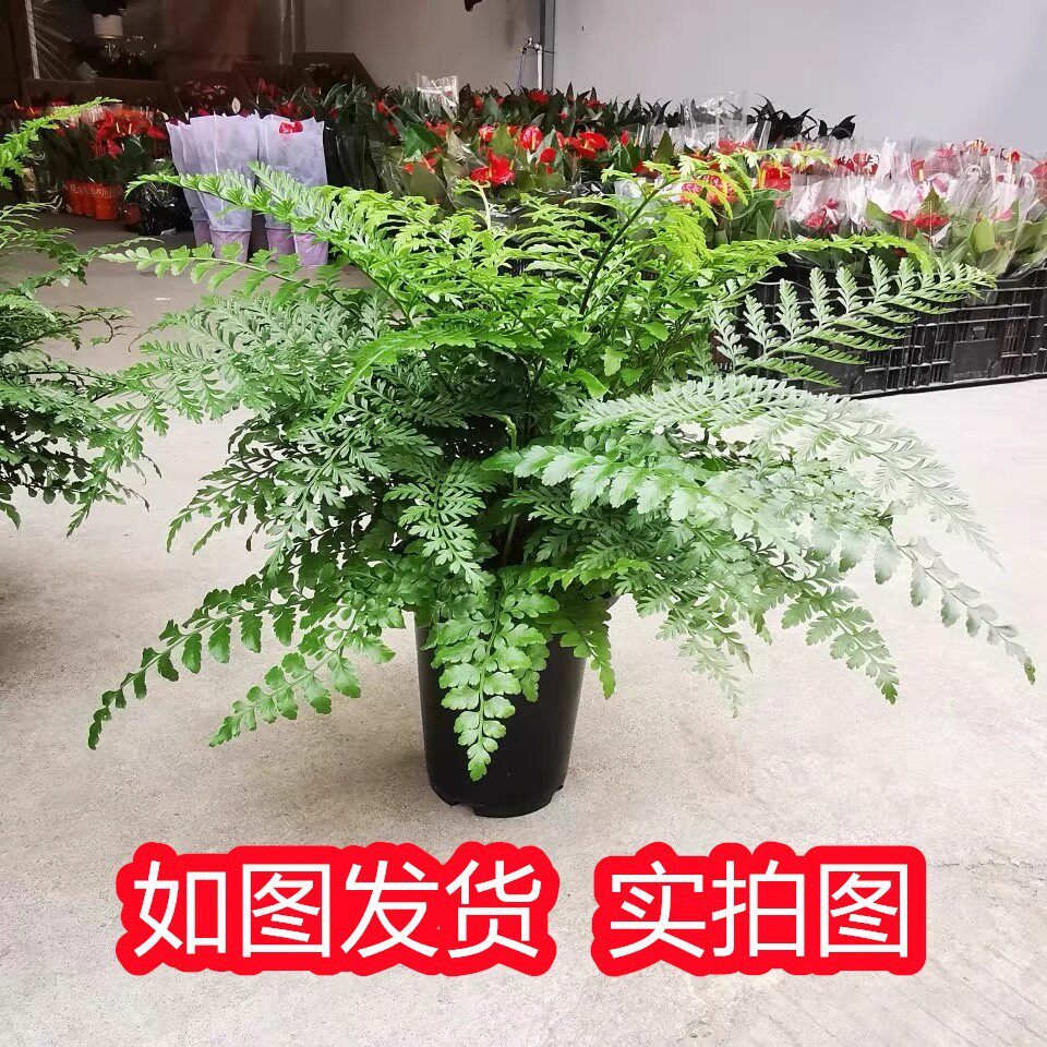 吉姆蕨室内大型盆栽好养殖蕨类