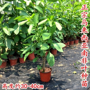 正宗南非叶苗树苗粗壮带原土发货将军叶苦叶茶绿植优质扁桃斑鸠菊