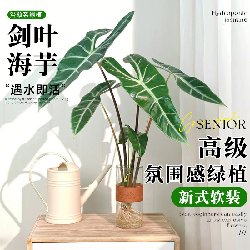 水培植物银脉剑叶海芋大仙女盆栽