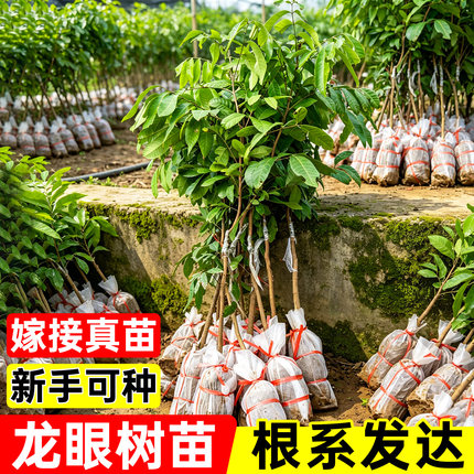 龙眼树苗嫁接盆栽地栽水果树苗石硖储良桂圆树苗四季种植当年结果
