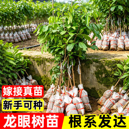 四季种植龙眼树苗当年结果