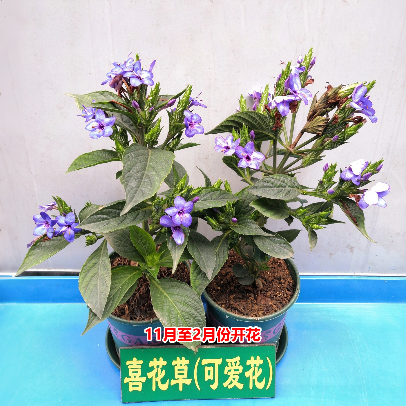 常绿观花灌木绿篱苗株型整齐