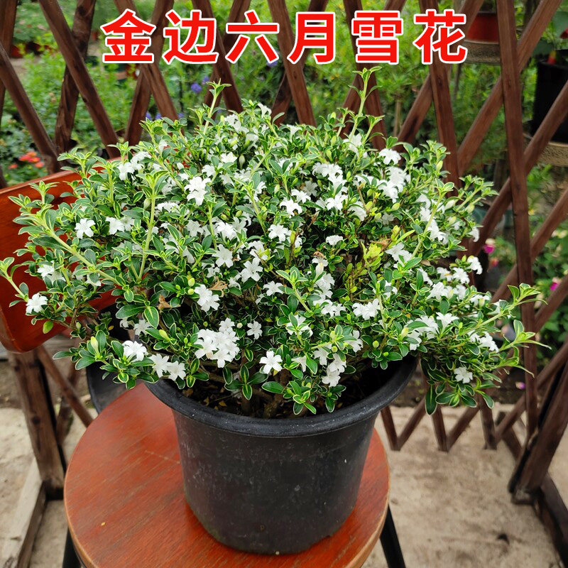 金边六月雪花苗盆栽老桩盆景阳台庭院种植多年生好养花卉基地直发 - 实物图