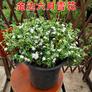 金边六月雪花苗盆栽老桩盆景阳台庭院种植多年生好养花卉基地直发