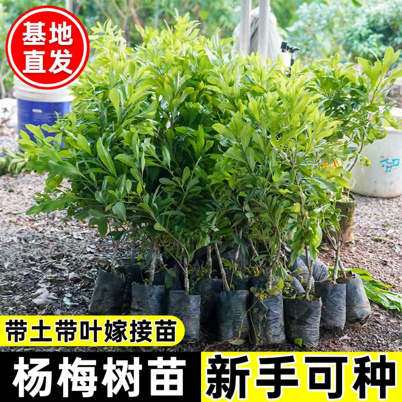 正宗东魁杨梅树苗带土带叶嫁接黑炭杨梅苗早熟杨梅树果苗当年结果