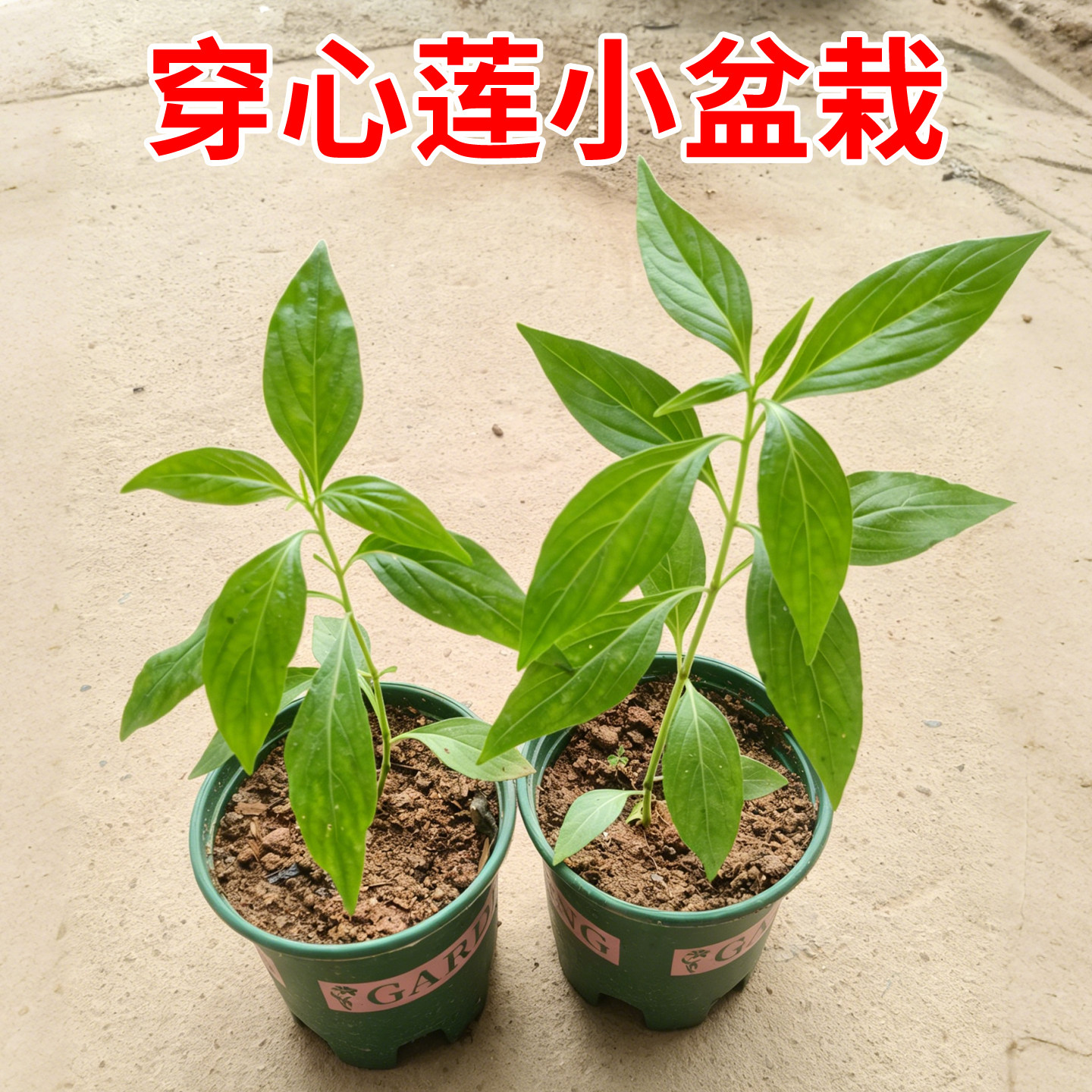 中草药苗穿心莲苗子春夏四季