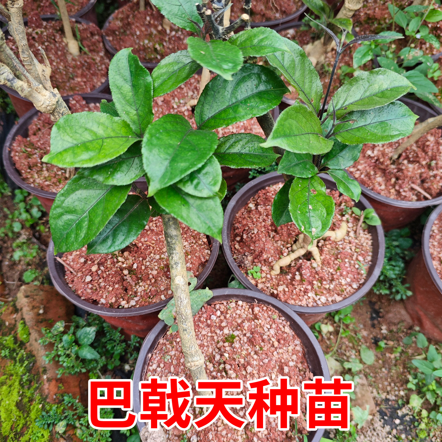 德庆巴戟苗高要巴戟天苗药材种苗