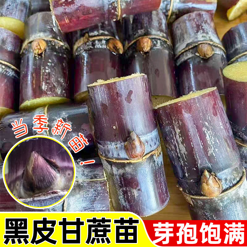 广西黑皮甘蔗苗种苗紫皮红皮新鲜水果甘蔗种南北可种盆栽庭院种植