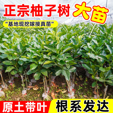 沙田柚子树苗嫁接当年结果特大庭院果苗红心蜜柚纯甜果树带泥带叶