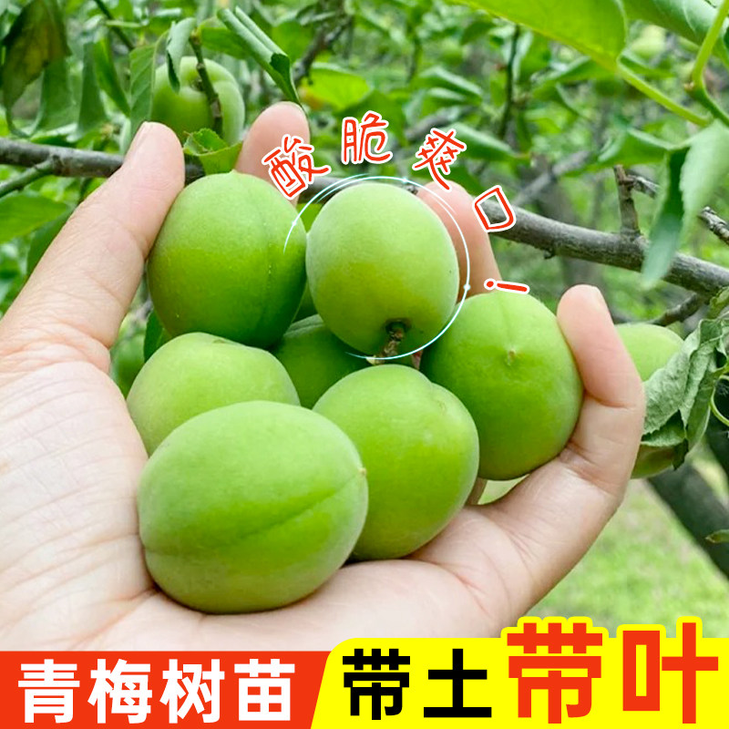 正宗青梅树苗嫁接清脆酸梅苗高产大果李子树苗南北方四季庭院种植