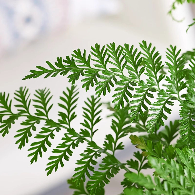 吉姆蕨盆栽|懒人室内绿植好养活