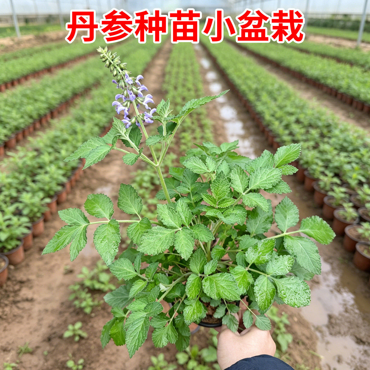 中药材苗丹参种苗紫花丹参