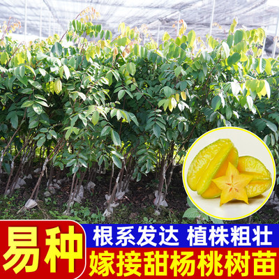 杨桃树果苗当年结果大苗带土带叶四季甜杨桃南方种植庭院盆栽地栽