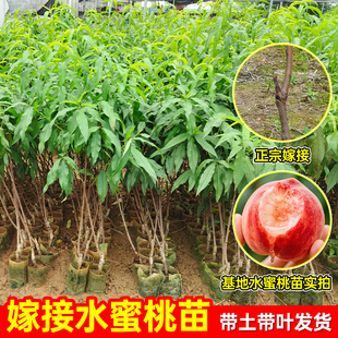 嫁接水蜜桃树苗早熟桃树树苗南北方种植桃子苗当年结果特大果树苗