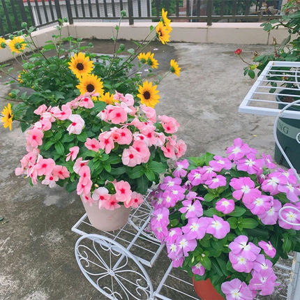 长春花盆栽日日春花苗带花苞室内阳台客厅四季开花观花多年生植物