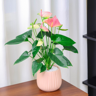 红掌彩掌火鹤花室内绿植盆栽可水培花卉耐阴客厅礼物