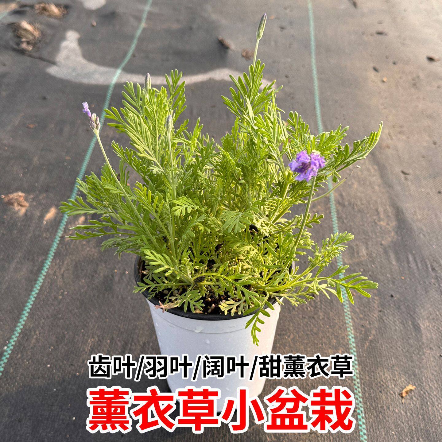 薰衣草盆栽小苗驱蚊植物花卉室内外夏天种四季好养羽叶薰衣草绿植