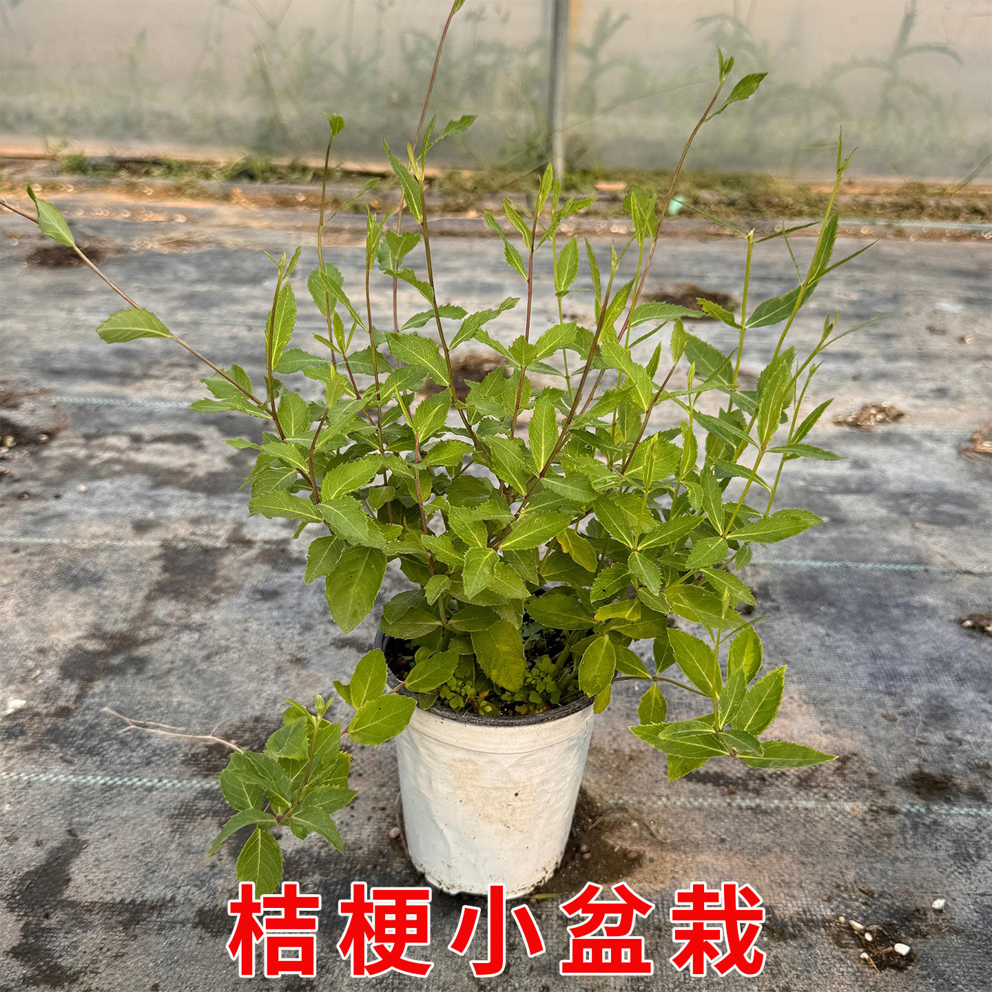 中华桔梗花苗盆栽带花苞花卉绿植物庭院阳台种植洋桔苗梗基地直发