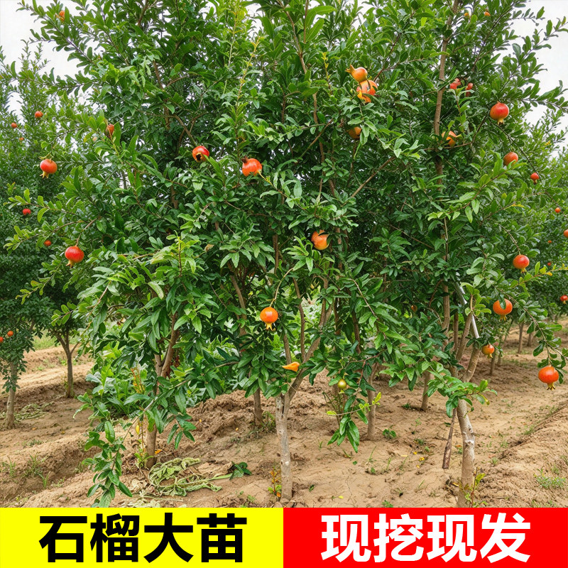 庭院盆栽石榴树苗无籽突尼斯