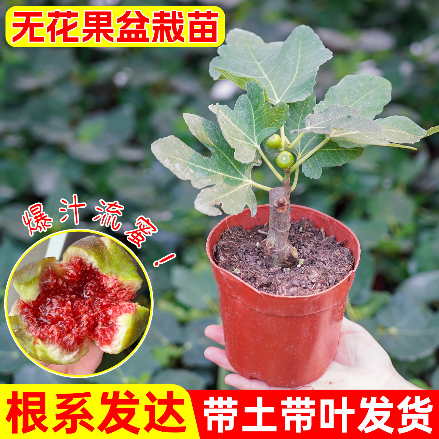 正宗无花果树苗盆栽四季特大果波姬红南北方阳台种植地栽当年结果
