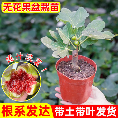 无花果树苗营养杯波姬红嫁接高产