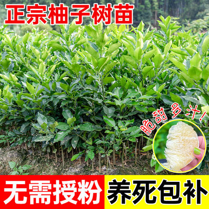 正宗柚子果树苗白肉蜜柚嫁接柚子树苗红心蜜柚特大果树苗庭院种植