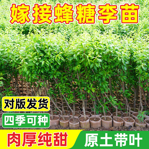 三华李李子树苗半边红带泥带叶