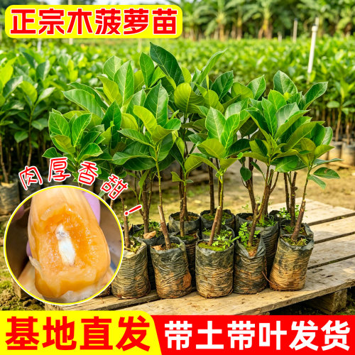 木菠萝苗泰国8号菠萝蜜树苗12号红肉四季黄肉榴莲蜜盆栽室外庭院