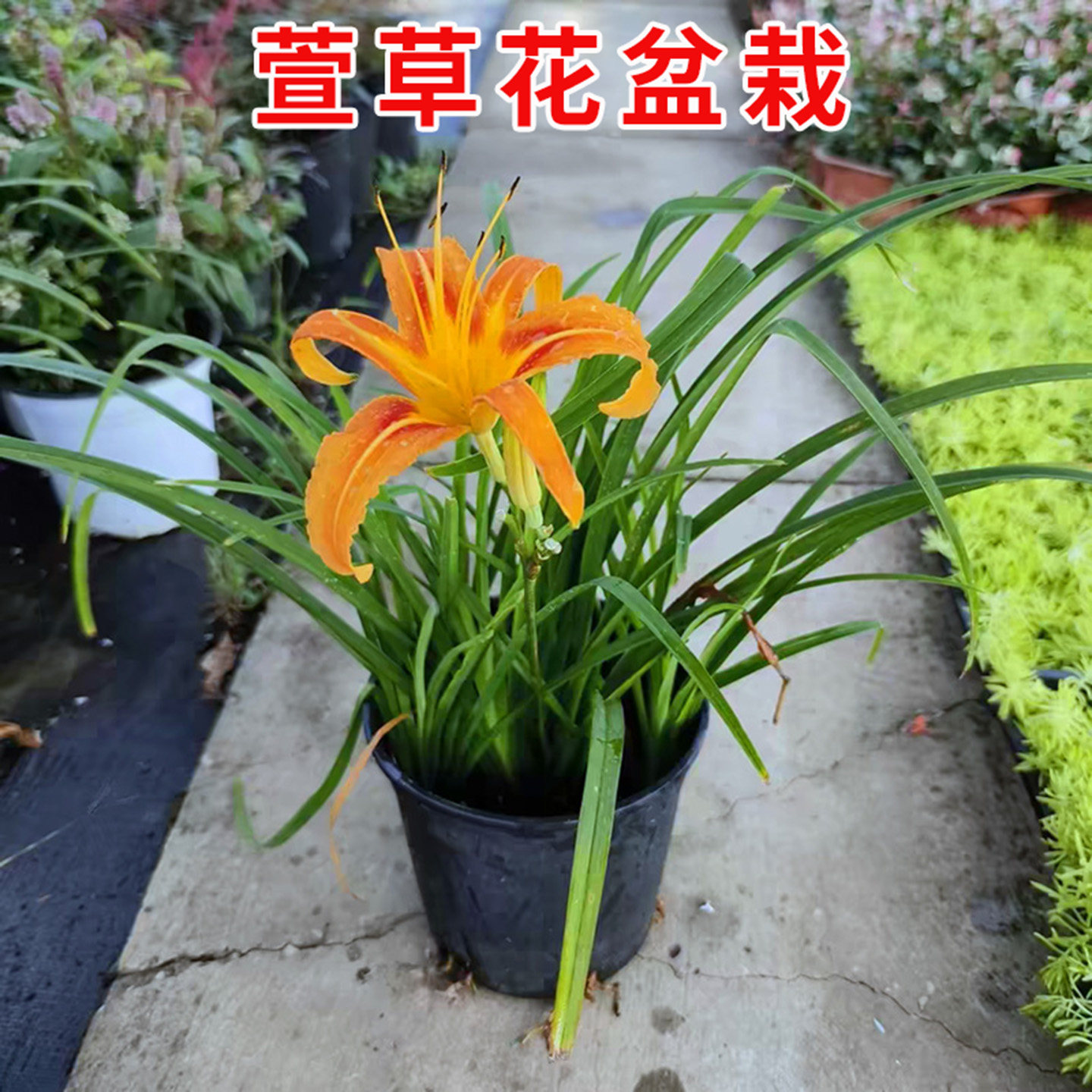 大花萱草花苗草莓糖盆栽春夏季开花多年生草本宿根植物盆栽观赏花