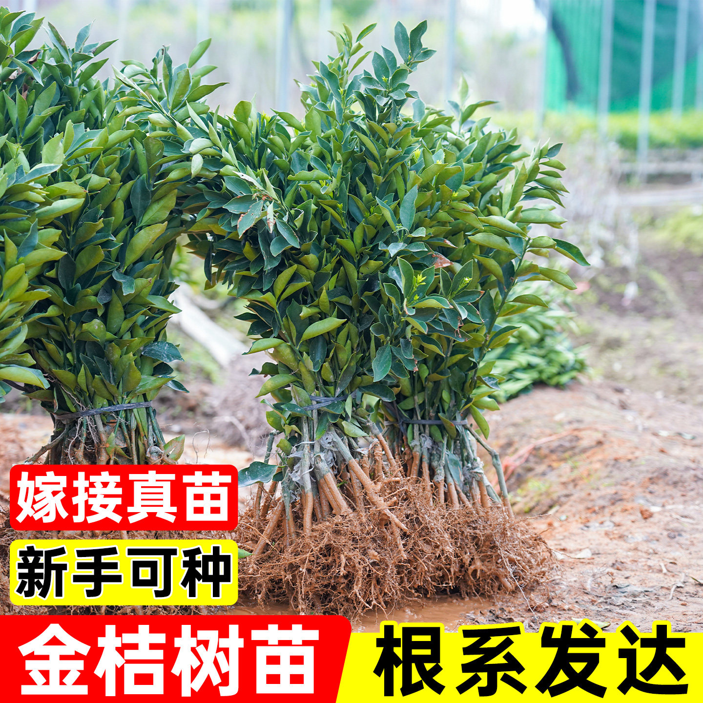 正宗广西第二代大叶滑皮金桔树苗纯甜蜜桔金桔树果树苗嫁接裸根苗